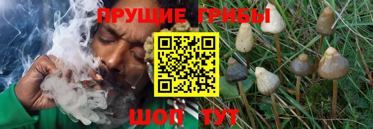 Псилоцибиновые грибы ЛСД Чебоксары